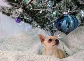 Dr. Karyn’s Dogs Enjoy Christmas Turkey & Stuffing: A Festive Feast dr-karyns-dogs-enjoy-christmas-turkey-stuffing-a-festive-feast