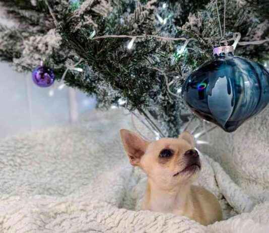Dr. Karyn’s Dogs Enjoy Christmas Turkey & Stuffing: A Festive Feast dr-karyns-dogs-enjoy-christmas-turkey-stuffing-a-festive-feast