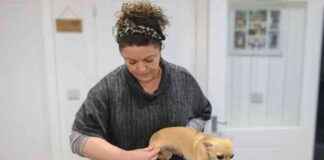 DIY Dog Health Check: Dr. Karyn’s Tips & Checklist for Home Care dy-dog-health-check-dr-karyns-tips-checklist-for-home-care