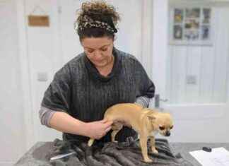 DIY Dog Health Check: Dr. Karyn’s Tips & Checklist for Home Care dy-dog-health-check-dr-karyns-tips-checklist-for-home-care