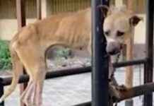 Egyptian University Under Fire for Cruel Dog Experiments: PETA Takes Action egyptian-university-under-fire-for-cruel-dog-experiments-peta-takes-action