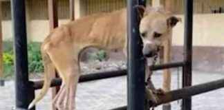 Egyptian University Under Fire for Cruel Dog Experiments: PETA Takes Action egyptian-university-under-fire-for-cruel-dog-experiments-peta-takes-action