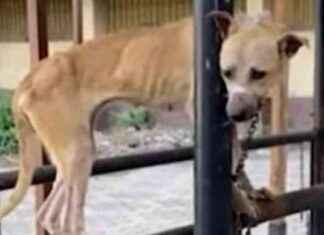 Egyptian University Under Fire for Cruel Dog Experiments: PETA Takes Action egyptian-university-under-fire-for-cruel-dog-experiments-peta-takes-action