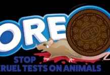 End Animal Cruelty: Oreo Maker Urged to Stop Feces-Feeding and Slicing Open – Take Action Now! end-animal-cruelty-oreo-maker-urged-to-stop-feces-feeding-and-slicing-open-take-action-now