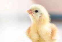 Ending the Cruel Practice of Male Chick Killing in Brazil ending-the-cruel-practice-of-male-chick-killing-in-brazil