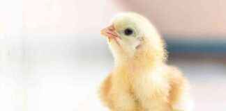 Ending the Cruel Practice of Male Chick Killing in Brazil ending-the-cruel-practice-of-male-chick-killing-in-brazil