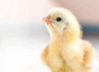 Ending the Cruel Practice of Male Chick Killing in Brazil ending-the-cruel-practice-of-male-chick-killing-in-brazil