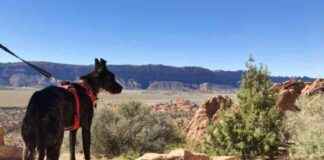 Essential Tips for Hiking with Dogs in the Desert: 7 Must-Have Items essential-tips-for-hiking-with-dogs-in-the-desert-7-must-have-tems