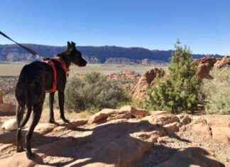 Essential Tips for Hiking with Dogs in the Desert: 7 Must-Have Items essential-tips-for-hiking-with-dogs-in-the-desert-7-must-have-tems