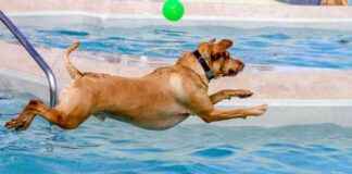 Expert Tips for Teaching Your Dog to Swim expert-tips-for-teaching-your-dog-to-swim
