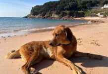 Exploring Jersey’s Sandy Beaches with Lava the Dog: A Dogster Adventure exploring-jerseys-sandy-beaches-with-lava-the-dog-a-dogster-adventure
