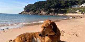 Exploring Jersey’s Sandy Beaches with Lava the Dog: A Dogster Adventure exploring-jerseys-sandy-beaches-with-lava-the-dog-a-dogster-adventure