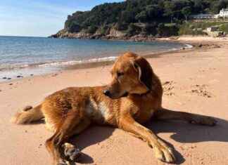 Exploring Jersey’s Sandy Beaches with Lava the Dog: A Dogster Adventure exploring-jerseys-sandy-beaches-with-lava-the-dog-a-dogster-adventure