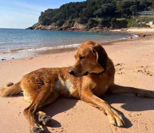 Exploring Jersey’s Sandy Beaches with Lava the Dog: A Dogster Adventure exploring-jerseys-sandy-beaches-with-lava-the-dog-a-dogster-adventure