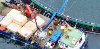 Exposing Abuse on Salmon Farms: Insights from Animal Equality exposing-abuse-on-salmon-farms-nsights-from-animal-equality