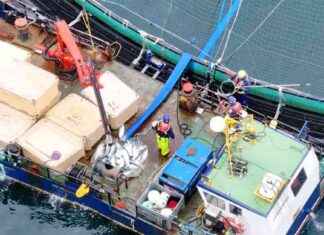 Exposing Abuse on Salmon Farms: Insights from Animal Equality exposing-abuse-on-salmon-farms-nsights-from-animal-equality