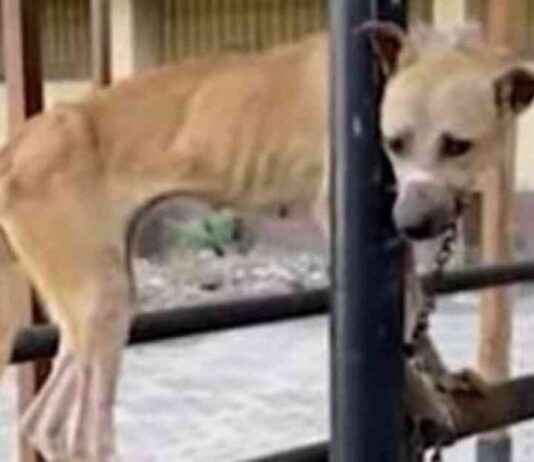 Exposing Cruelty: Egyptian University Under Fire for Using Dogs in Trainings exposing-cruelty-egyptian-university-under-fire-for-using-dogs-in-trainings