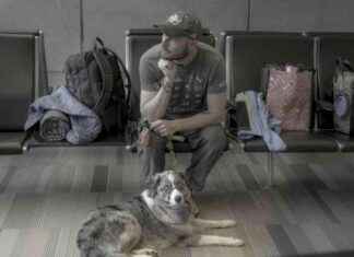 Flying With Pets: 9 Expert Tips for Stress-Free Travel flying-with-pets-9-expert-tips-for-stress-free-travel