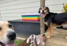Fostering a Baby Goat: Mac & Rosa’s New Friend – Dogster fostering-a-baby-goat-mac-rosas-new-friend-dogster