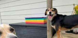 Fostering a Baby Goat: Mac & Rosa’s New Friend – Dogster fostering-a-baby-goat-mac-rosas-new-friend-dogster