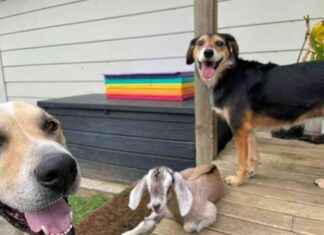 Fostering a Baby Goat: Mac & Rosa’s New Friend – Dogster fostering-a-baby-goat-mac-rosas-new-friend-dogster