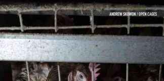 Grocery Giant’s Delay on Animal Welfare Leaves Millions in Distress grocery-giants-delay-on-animal-welfare-leaves-millions-in-distress