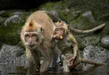 Harvard Experimenter Collaboration with Alpha Genesis Primate Prison Exposed by PETA harvard-experimenter-collaboration-with-alpha-genesis-primate-prison-exposed-by-peta