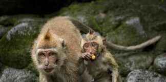 Harvard Experimenter Collaboration with Alpha Genesis Primate Prison Exposed by PETA harvard-experimenter-collaboration-with-alpha-genesis-primate-prison-exposed-by-peta