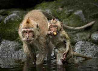 Harvard Experimenter Collaboration with Alpha Genesis Primate Prison Exposed by PETA harvard-experimenter-collaboration-with-alpha-genesis-primate-prison-exposed-by-peta