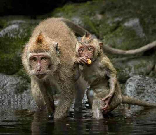 Harvard Experimenter Collaboration with Alpha Genesis Primate Prison Exposed by PETA harvard-experimenter-collaboration-with-alpha-genesis-primate-prison-exposed-by-peta