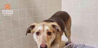 Heartfelt Note Left with Abandoned Dog at Animal Shelter’s Parking Lot heartfelt-note-left-with-abandoned-dog-at-animal-shelters-parking-lot