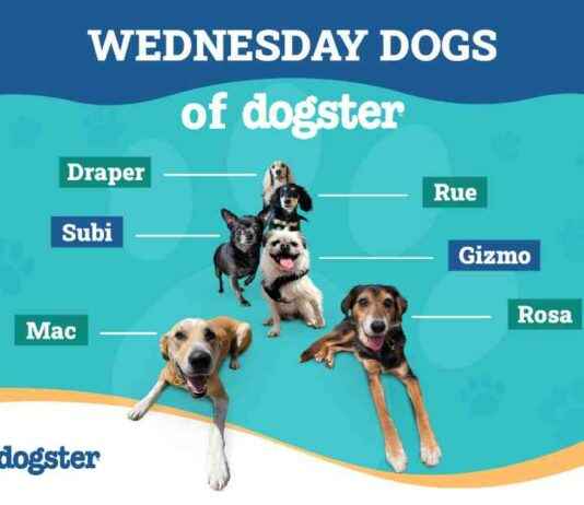 How Wednesday Dogs of Dogster Celebrate Christmas: Merry Woof-Mas! how-wednesday-dogs-of-dogster-celebrate-christmas-merry-woof-mas