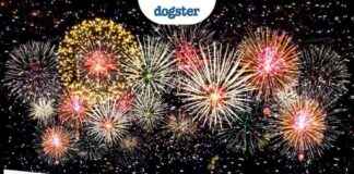 Keeping Your Dog Safe During New Year’s Eve Fireworks – Tips from Dogster keeping-your-dog-safe-during-new-years-eve-fireworks-tips-from-dogster
