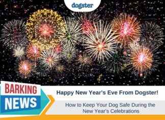 Keeping Your Dog Safe During New Year’s Eve Fireworks – Tips from Dogster keeping-your-dog-safe-during-new-years-eve-fireworks-tips-from-dogster