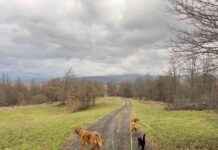 Lava and Hela: How Dogs Treat Cats – Insights from Dogster lava-and-hela-how-dogs-treat-cats-nsights-from-dogster