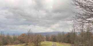 Lava and Hela: How Dogs Treat Cats – Insights from Dogster lava-and-hela-how-dogs-treat-cats-nsights-from-dogster