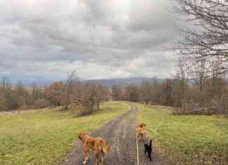 Lava and Hela: How Dogs Treat Cats – Insights from Dogster lava-and-hela-how-dogs-treat-cats-nsights-from-dogster