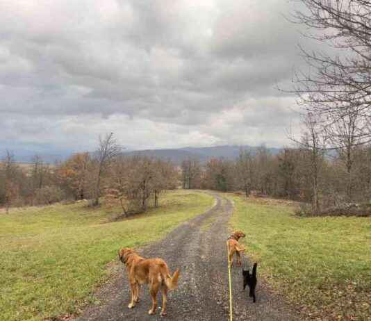 Lava and Hela: How Dogs Treat Cats – Insights from Dogster lava-and-hela-how-dogs-treat-cats-nsights-from-dogster