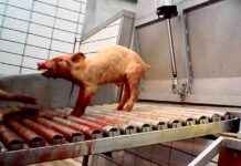 Illegal Slaughter of Pigs: Investigating the Welfare Struggles. llegal-slaughter-of-pigs-nvestigating-the-welfare-struggles
