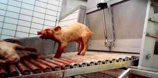 Illegal Slaughter of Pigs: Investigating the Welfare Struggles. llegal-slaughter-of-pigs-nvestigating-the-welfare-struggles