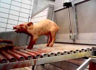 Illegal Slaughter of Pigs: Investigating the Welfare Struggles. llegal-slaughter-of-pigs-nvestigating-the-welfare-struggles