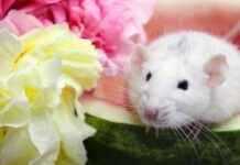 National Watermelon Board Ends Animal Testing in Victory for PETA national-watermelon-board-ends-animal-testing-in-victory-for-peta