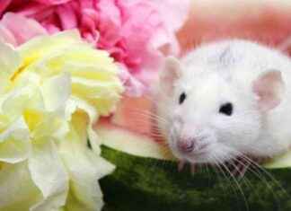 National Watermelon Board Ends Animal Testing in Victory for PETA national-watermelon-board-ends-animal-testing-in-victory-for-peta