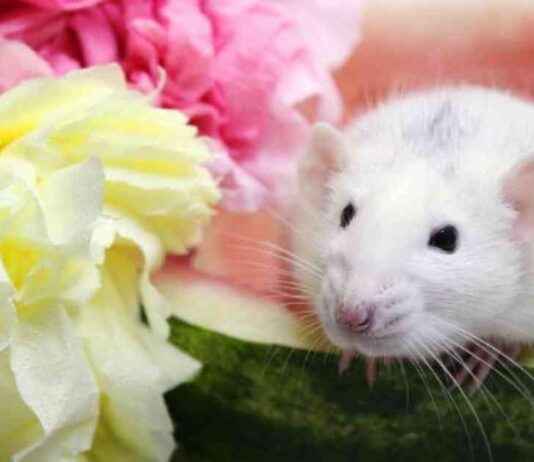 National Watermelon Board Ends Animal Testing in Victory for PETA national-watermelon-board-ends-animal-testing-in-victory-for-peta