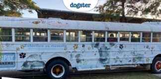 Neutering and Spay Successes: Dogster’s Dr. Paola Volunteers in Panama neutering-and-spay-successes-dogsters-dr-paola-volunteers-in-panama