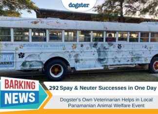Neutering and Spay Successes: Dogster’s Dr. Paola Volunteers in Panama neutering-and-spay-successes-dogsters-dr-paola-volunteers-in-panama
