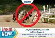 New Zealand Bans Greyhound Racing: Victory for Animal Welfare – Dogster new-zealand-bans-greyhound-racing-victory-for-animal-welfare-dogster