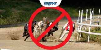 New Zealand Bans Greyhound Racing: Victory for Animal Welfare – Dogster new-zealand-bans-greyhound-racing-victory-for-animal-welfare-dogster