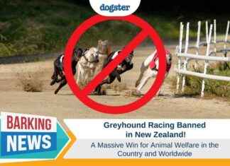 New Zealand Bans Greyhound Racing: Victory for Animal Welfare – Dogster new-zealand-bans-greyhound-racing-victory-for-animal-welfare-dogster