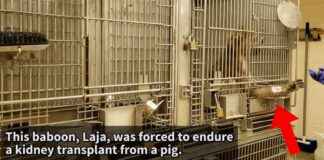 Investigation Reveals University of Alabama Using ‘Woolite’ on Baboons, PETA Exposes nvestigation-reveals-university-of-alabama-using-woolite-on-baboons-peta-exposes